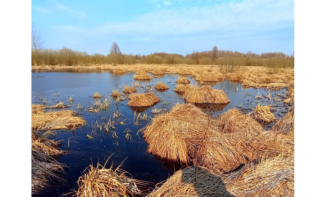 Під час екскурсії на болота Чернігівщини мандрівники знайшли скинутий ріг лося і підсніжники