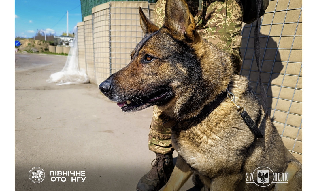 Гвардійці показали своїх чотирилапих напарників: як служать на Чернігівщині