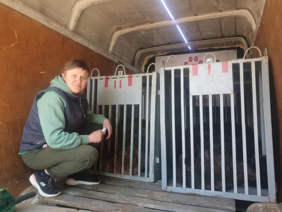 Двійко ведмедів з Мени зооволонтери евакуювали у Познань