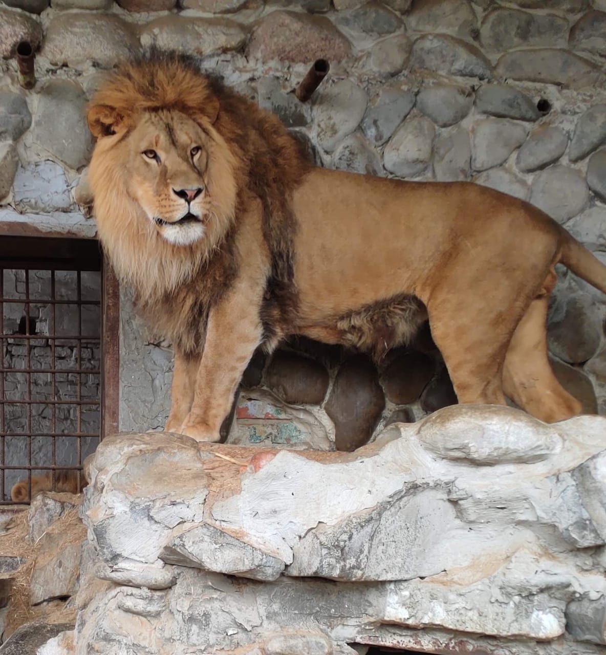 Чаус за лева, Примаков за крокодила: як допомогти тваринам менського зоопарку у війну