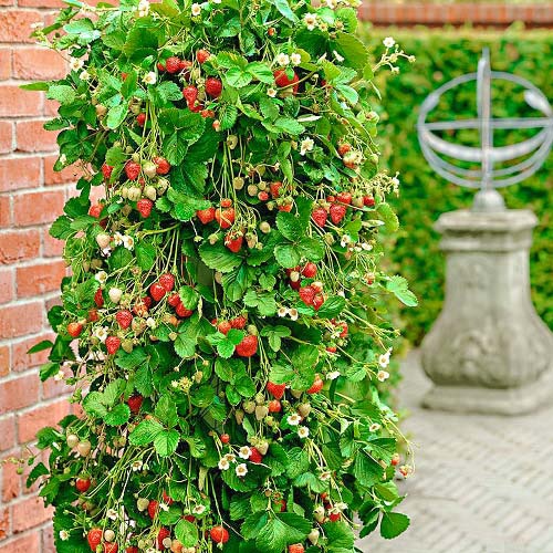 Жителька Городнянщини культивує малинове дерево