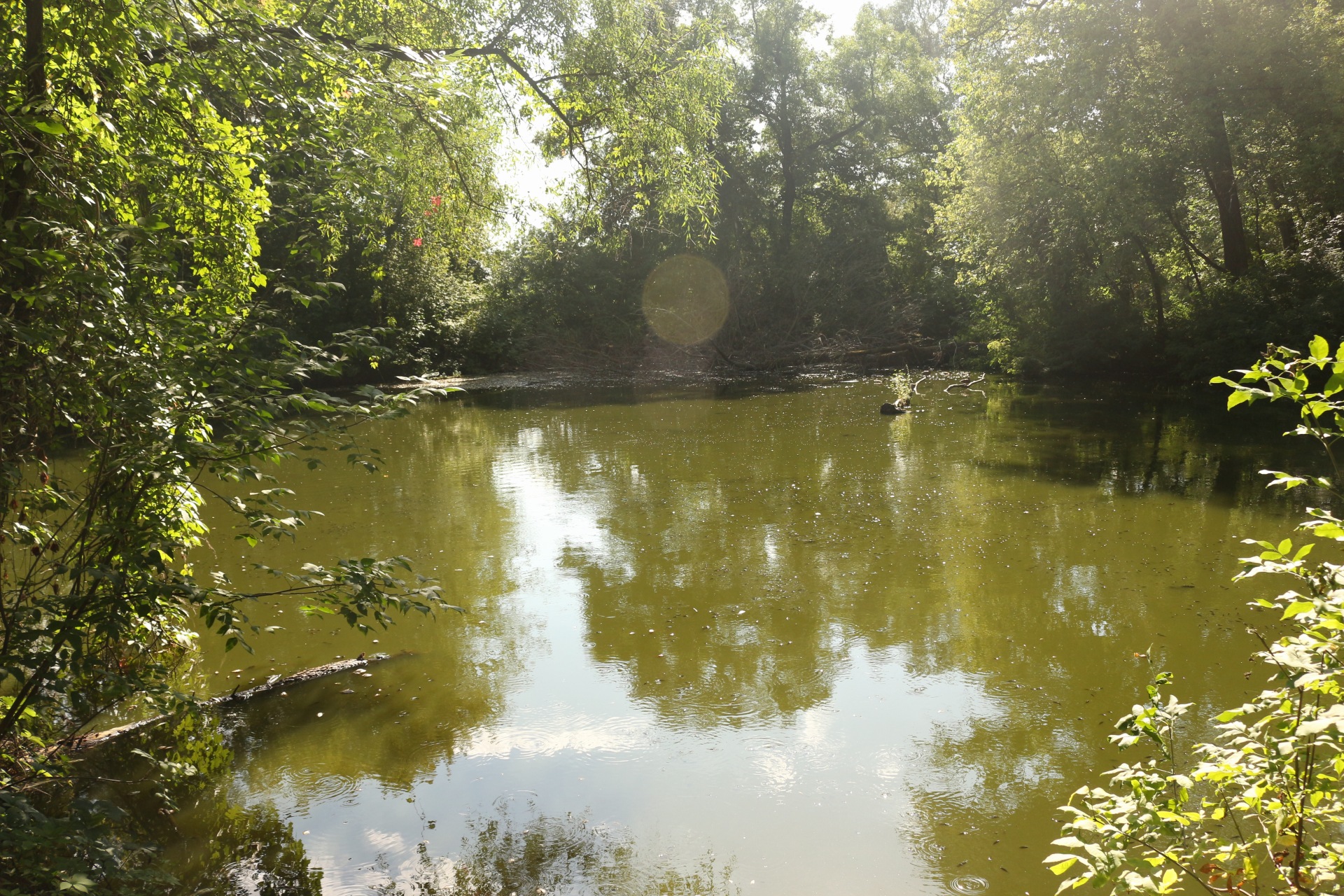 Обласний екологічний штаб досліджував чому у Стрижні масово гине риба