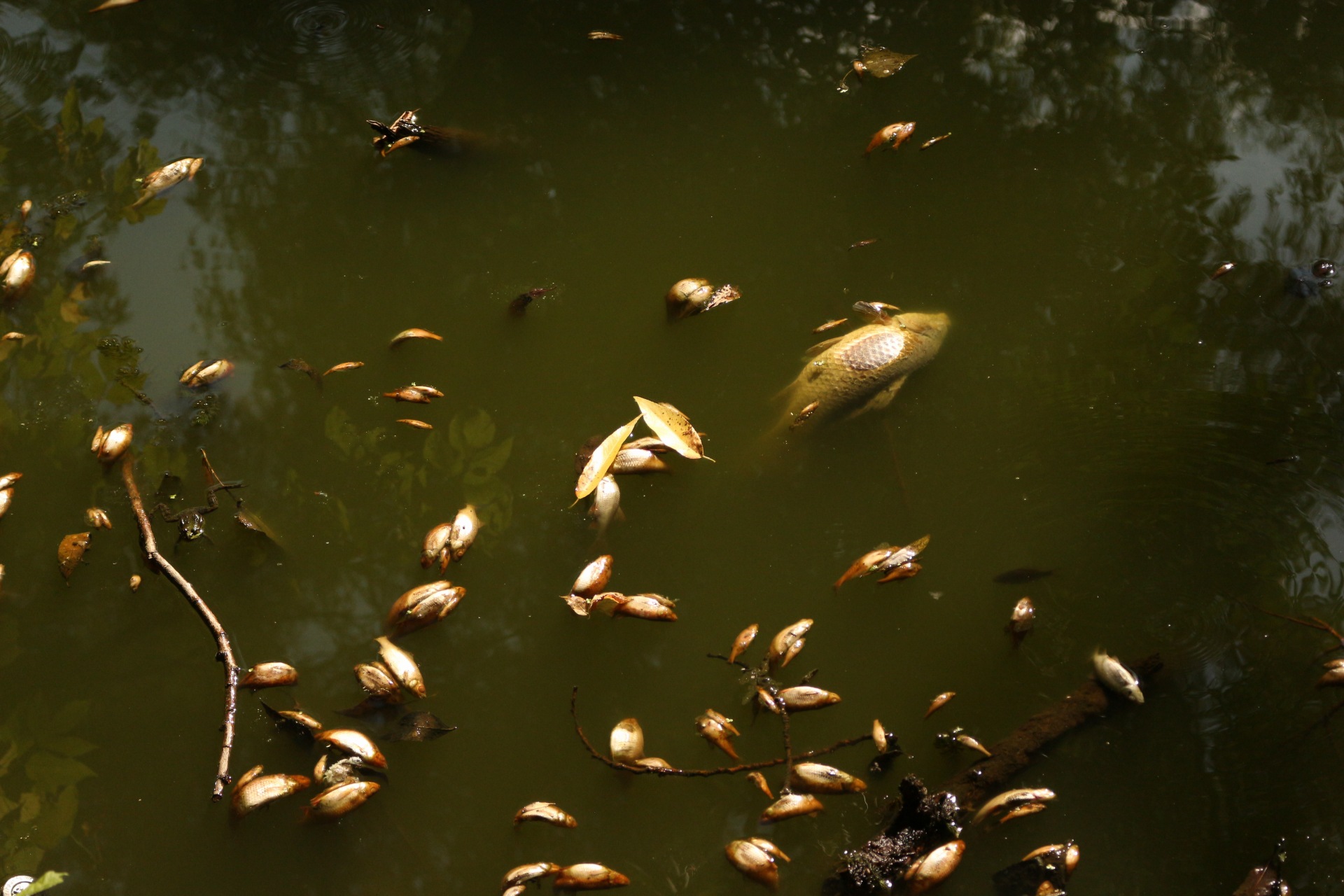 Обласний екологічний штаб досліджував чому у Стрижні масово гине риба