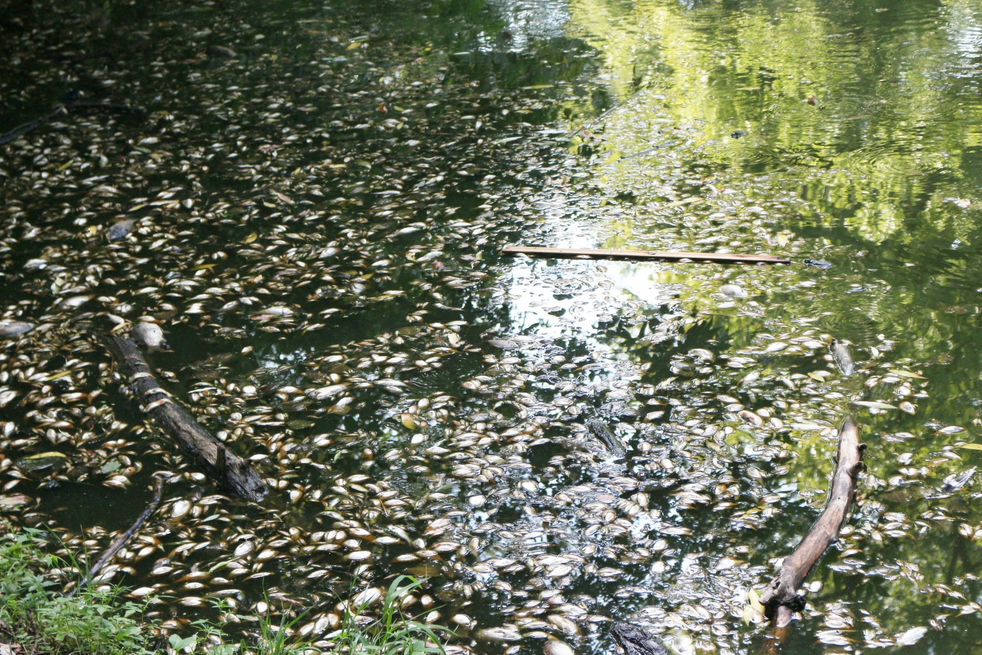 Обласний екологічний штаб досліджував чому у Стрижні масово гине риба