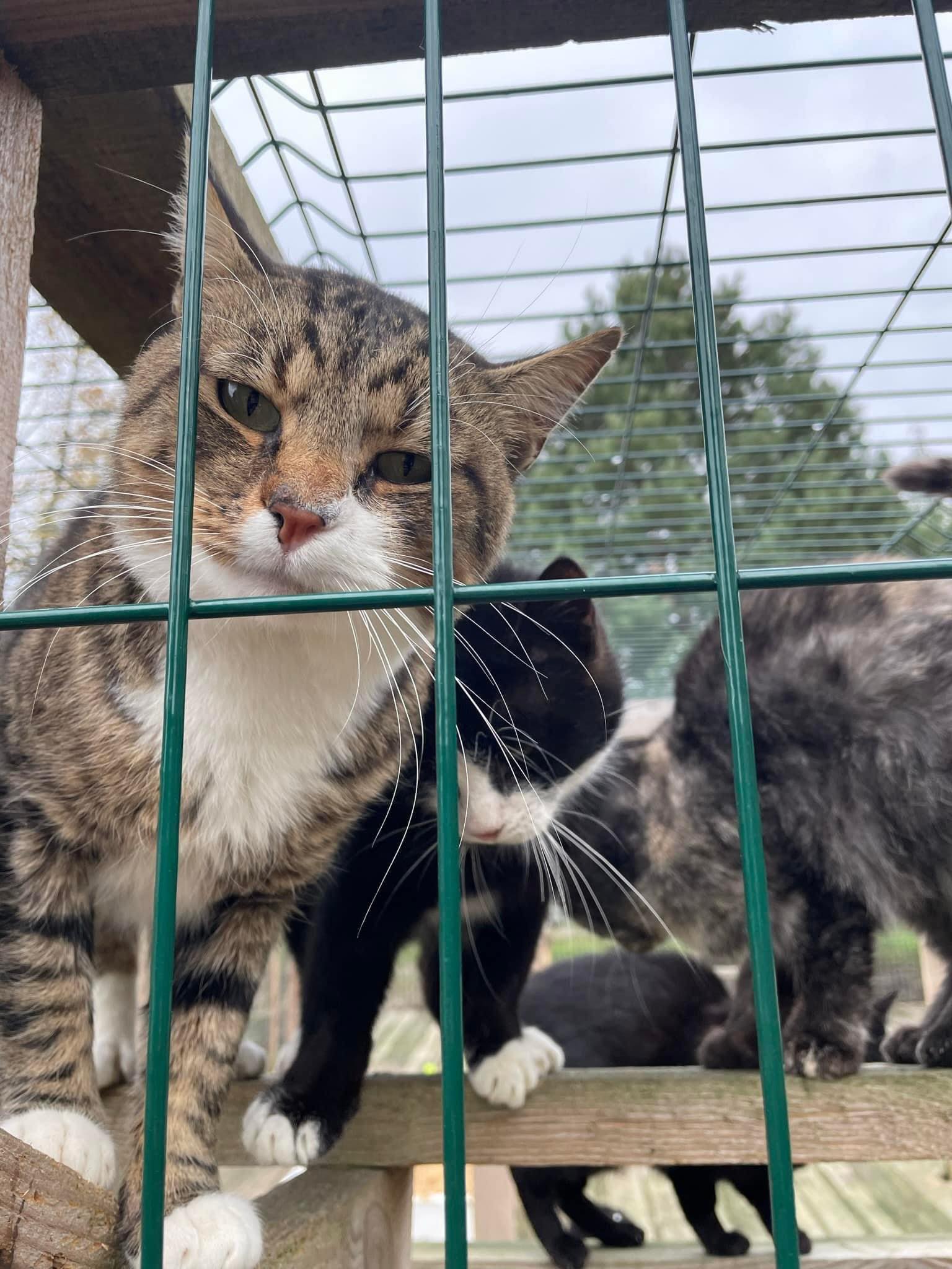 Патрон тестив кашки і марками допоміг зібрати гроші на харчі для двох зоопритулків