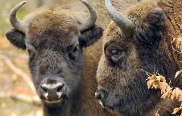 На Чернігівщині відновлять популяцію зубрів?