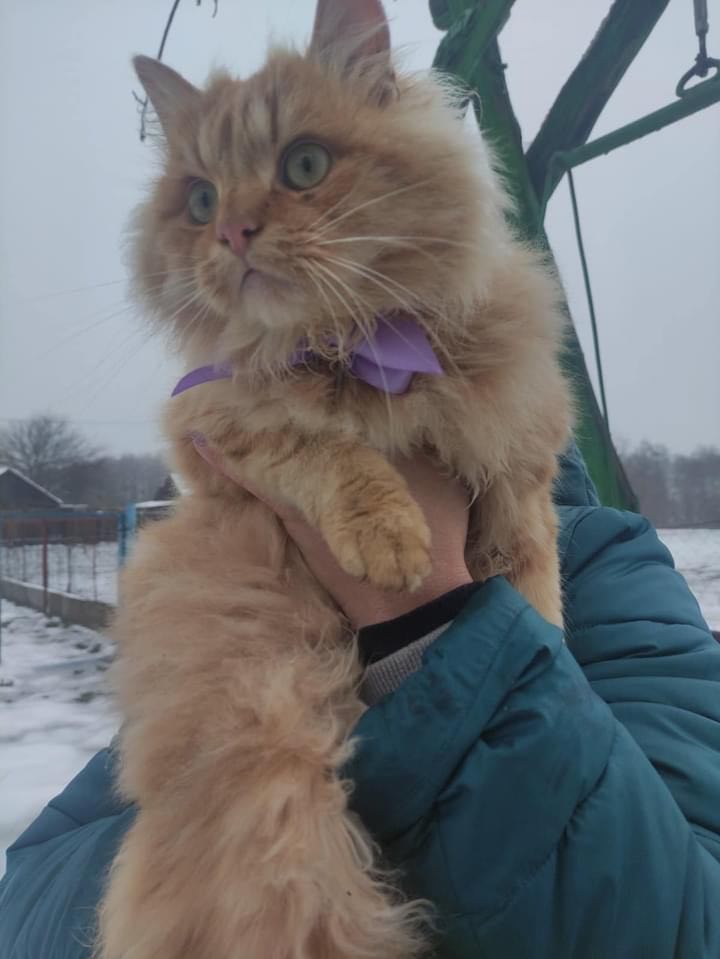 Шукали 9 місяців та знайшли через 70 км: у Киїнці відшукали загублену під час бомбардувань кицьку