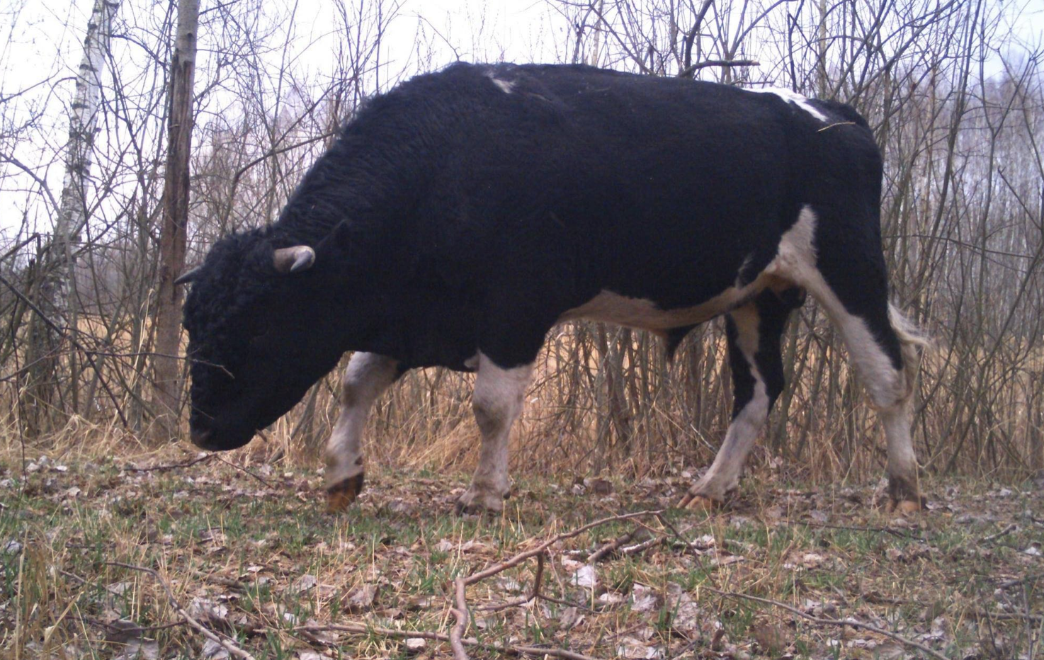 У Чорнобильському заповіднику завелося поголів‘я диких корів. Чим вони відрізняються від домашніх