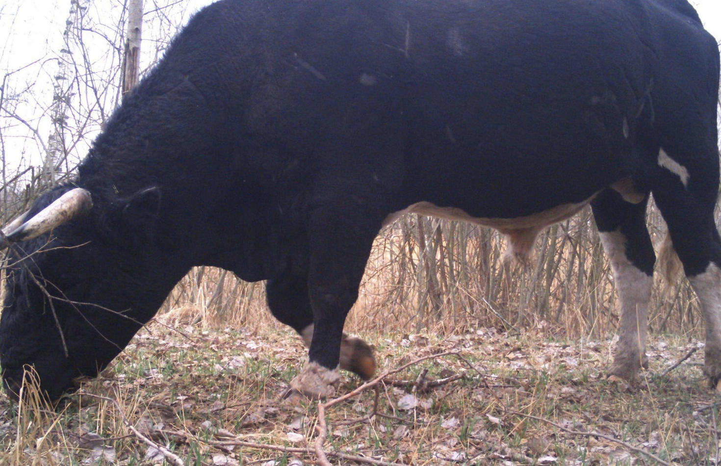 У Чорнобильському заповіднику завелося поголів‘я диких корів. Чим вони відрізняються від домашніх