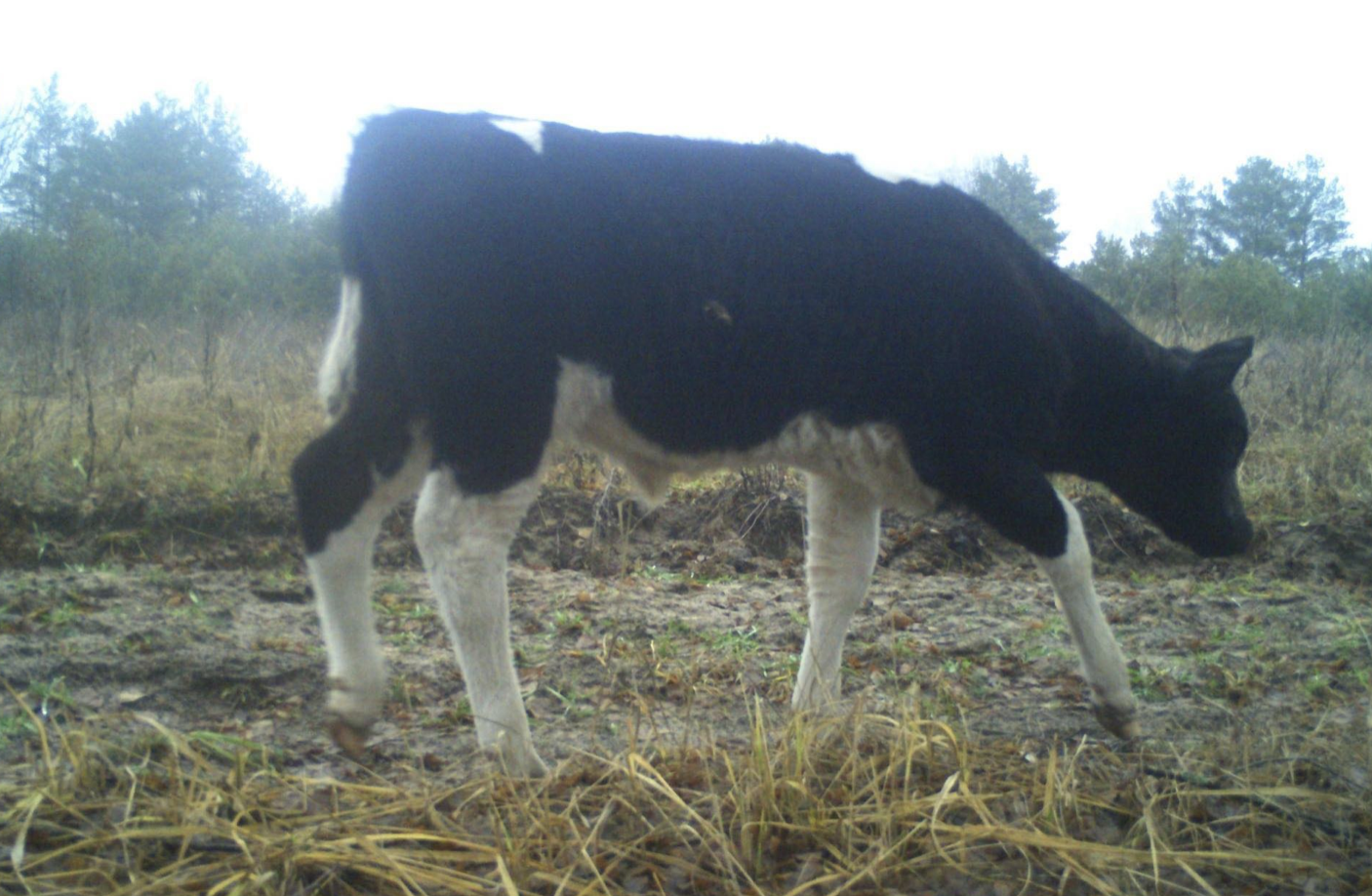 У Чорнобильському заповіднику завелося поголів‘я диких корів. Чим вони відрізняються від домашніх
