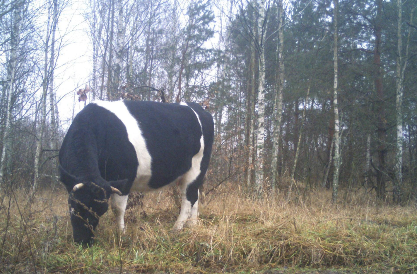У Чорнобильському заповіднику завелося поголів‘я диких корів. Чим вони відрізняються від домашніх