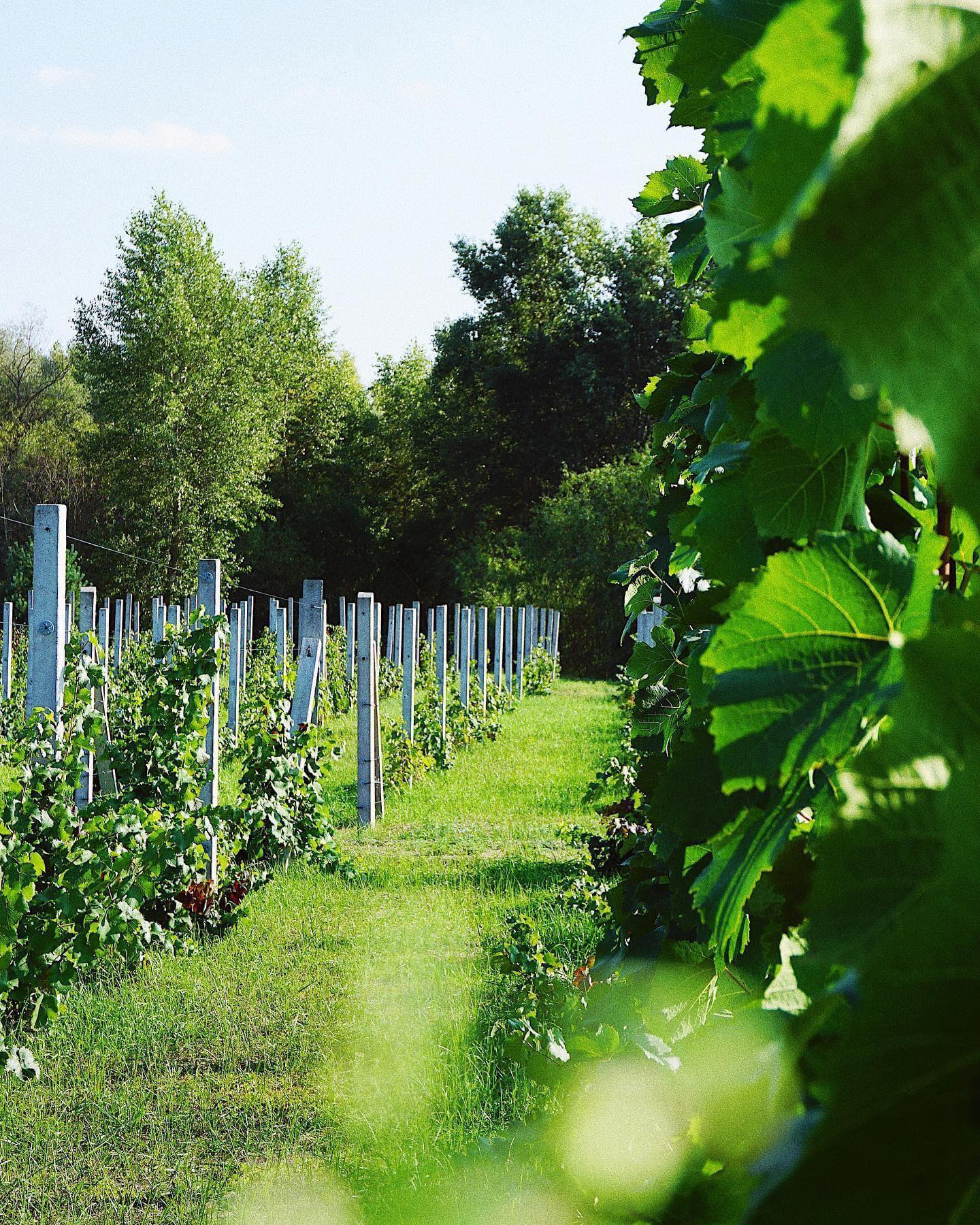 Мегапопулярний блогер …буквально кількома реченнями розрекламував Чернігівщину і її вино!