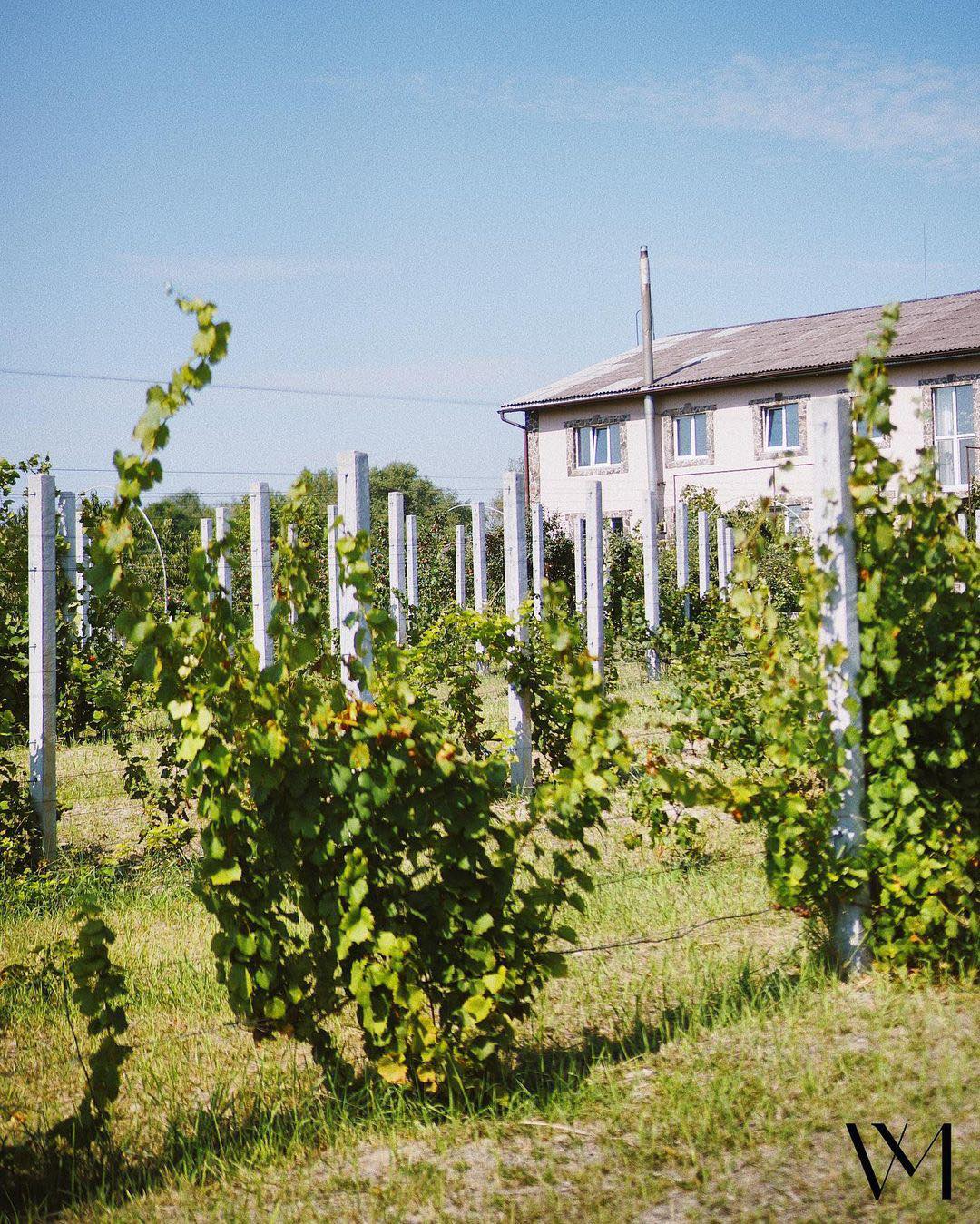 Мегапопулярний блогер …буквально кількома реченнями розрекламував Чернігівщину і її вино!