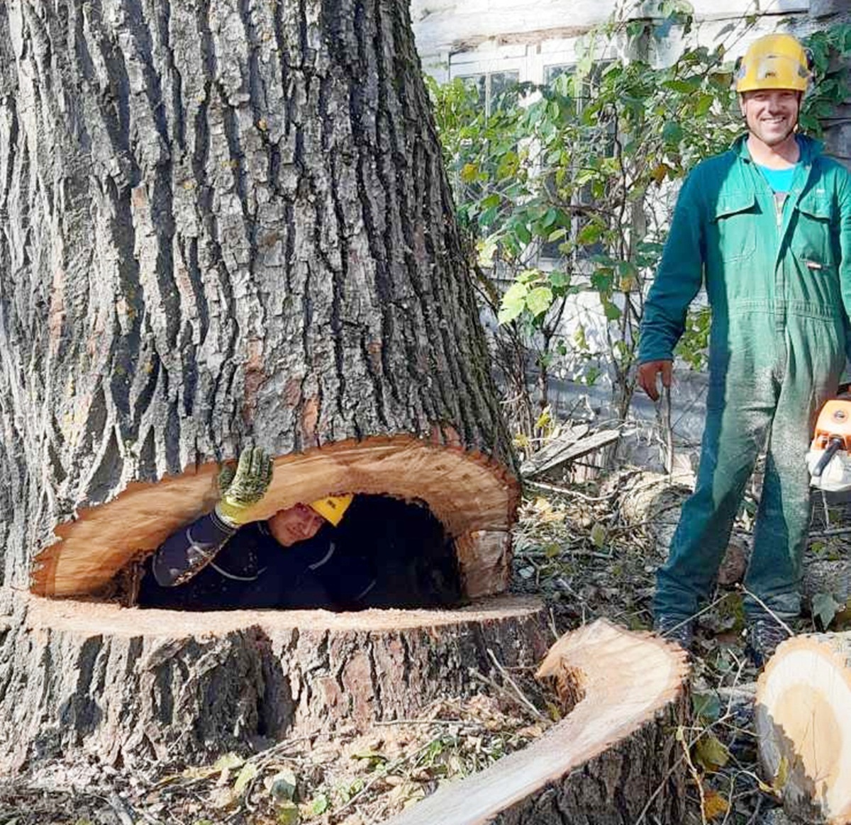 Хто такі арбористи? Двоє чоловіків із Мени мають незвичайний бізнес