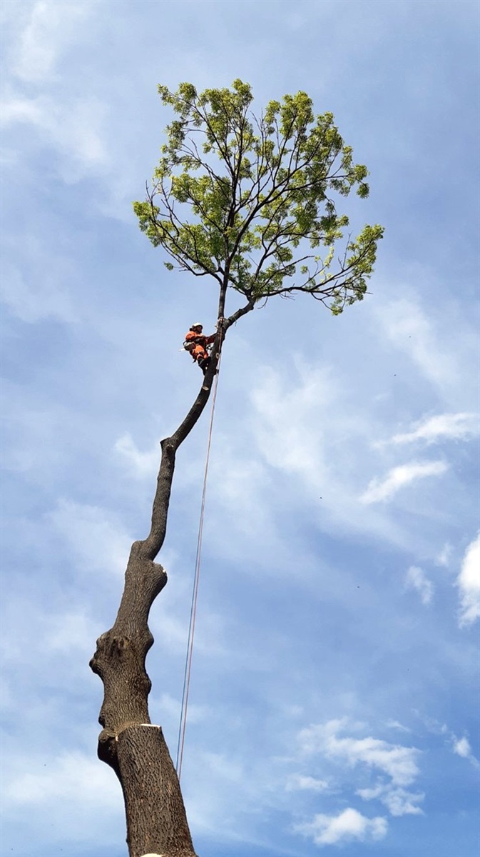 Хто такі арбористи? Двоє чоловіків із Мени мають незвичайний бізнес