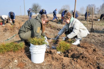 У громаді на Чернігівщині висадили дві тисячі сосен