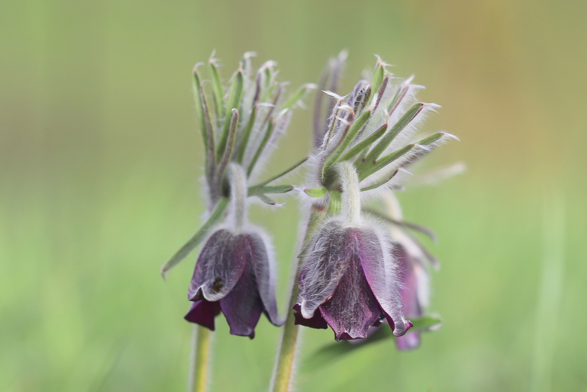 На древньому городищі під Срібним зацвів червонокнижний сон