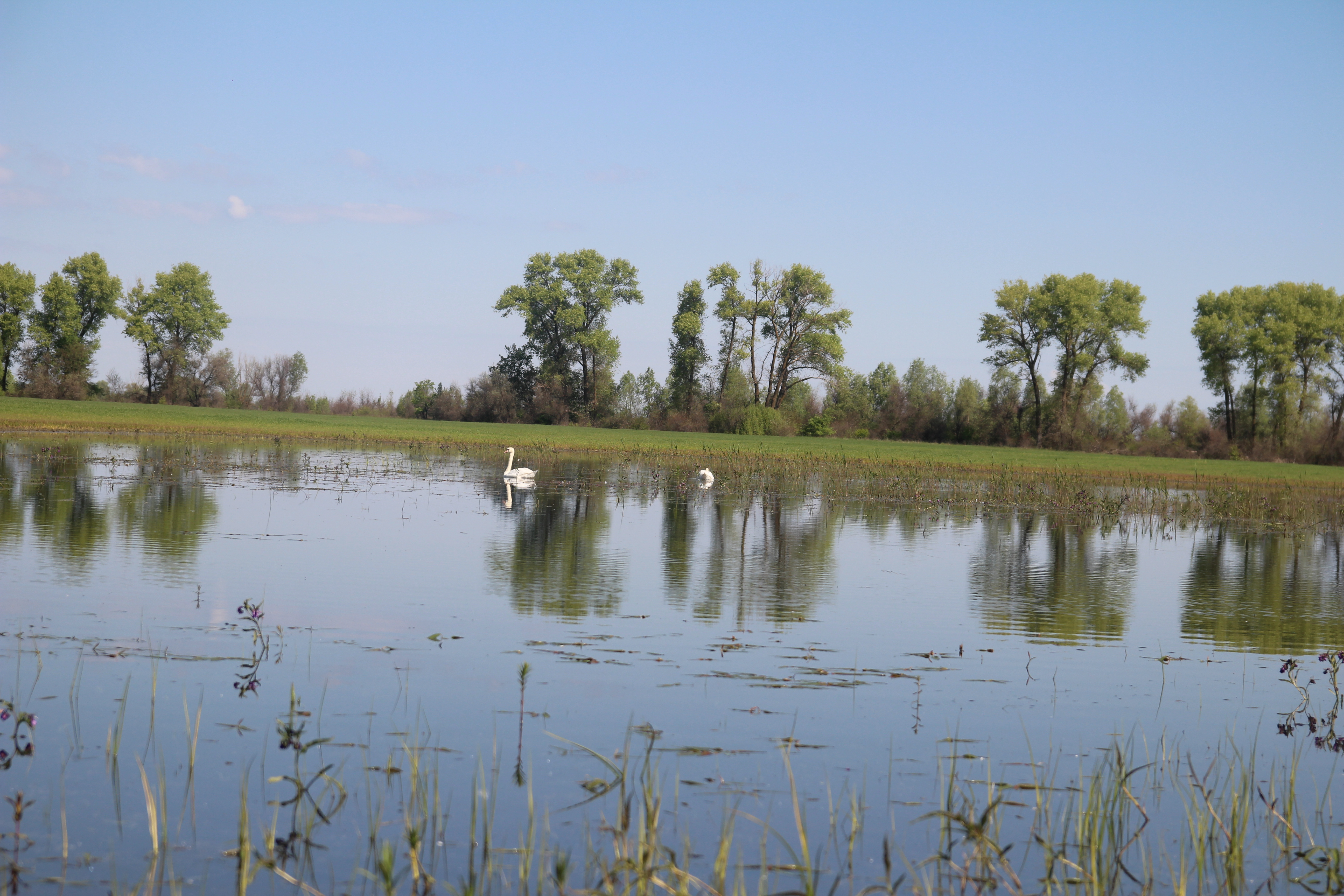 Неподалік меморіалу Героям Крут оселилось шість пар лебедів