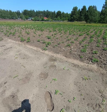 В ліси Чернігівщини повернувся бурий ведмідь
