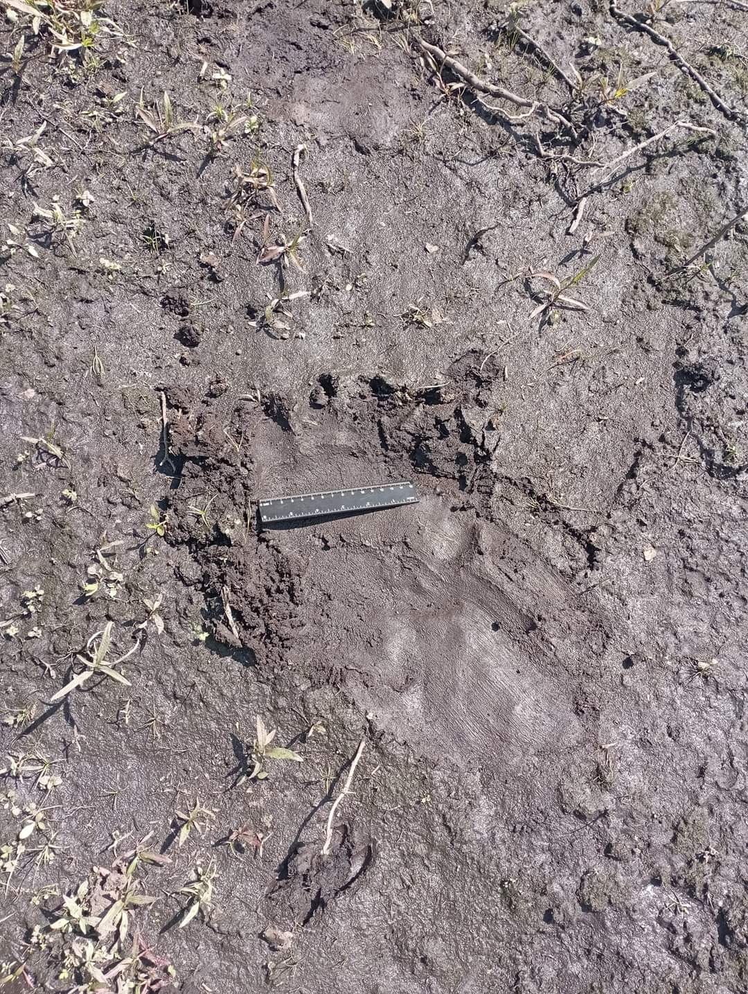 В ліси Чернігівщини повернувся бурий ведмідь