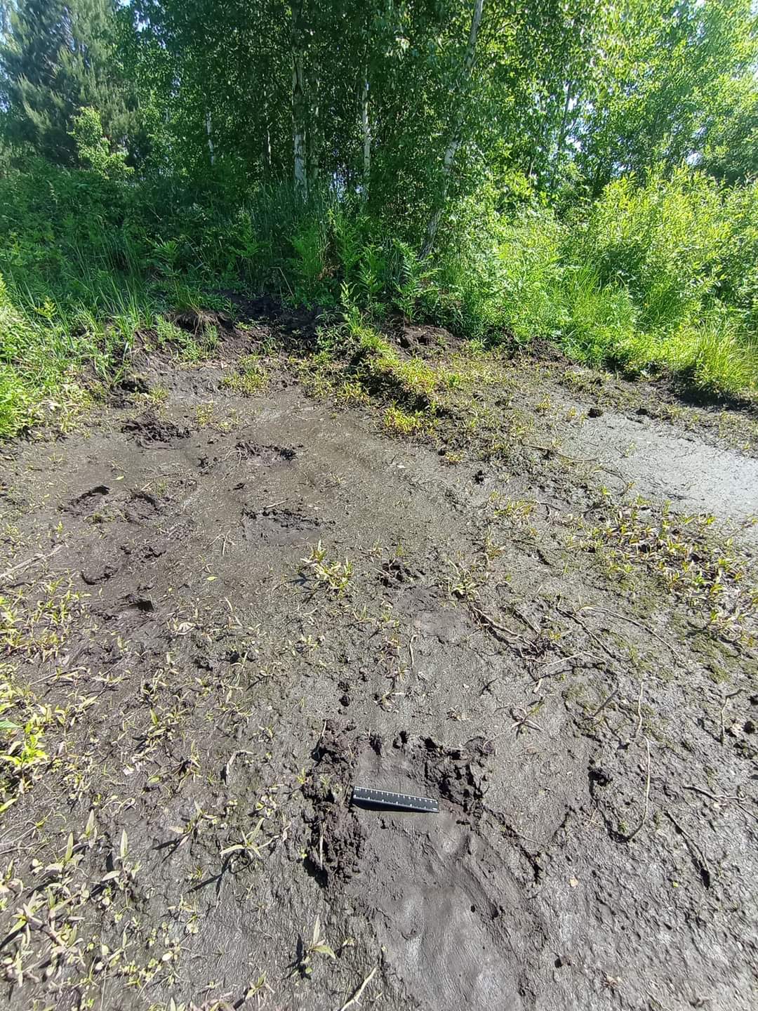 В ліси Чернігівщини повернувся бурий ведмідь