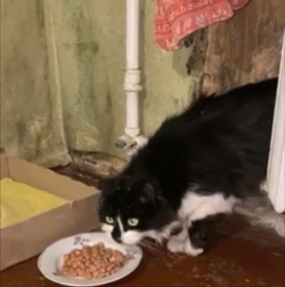 Кіт Кузя - не єдина жертва прилуцького живодера. Є й інші