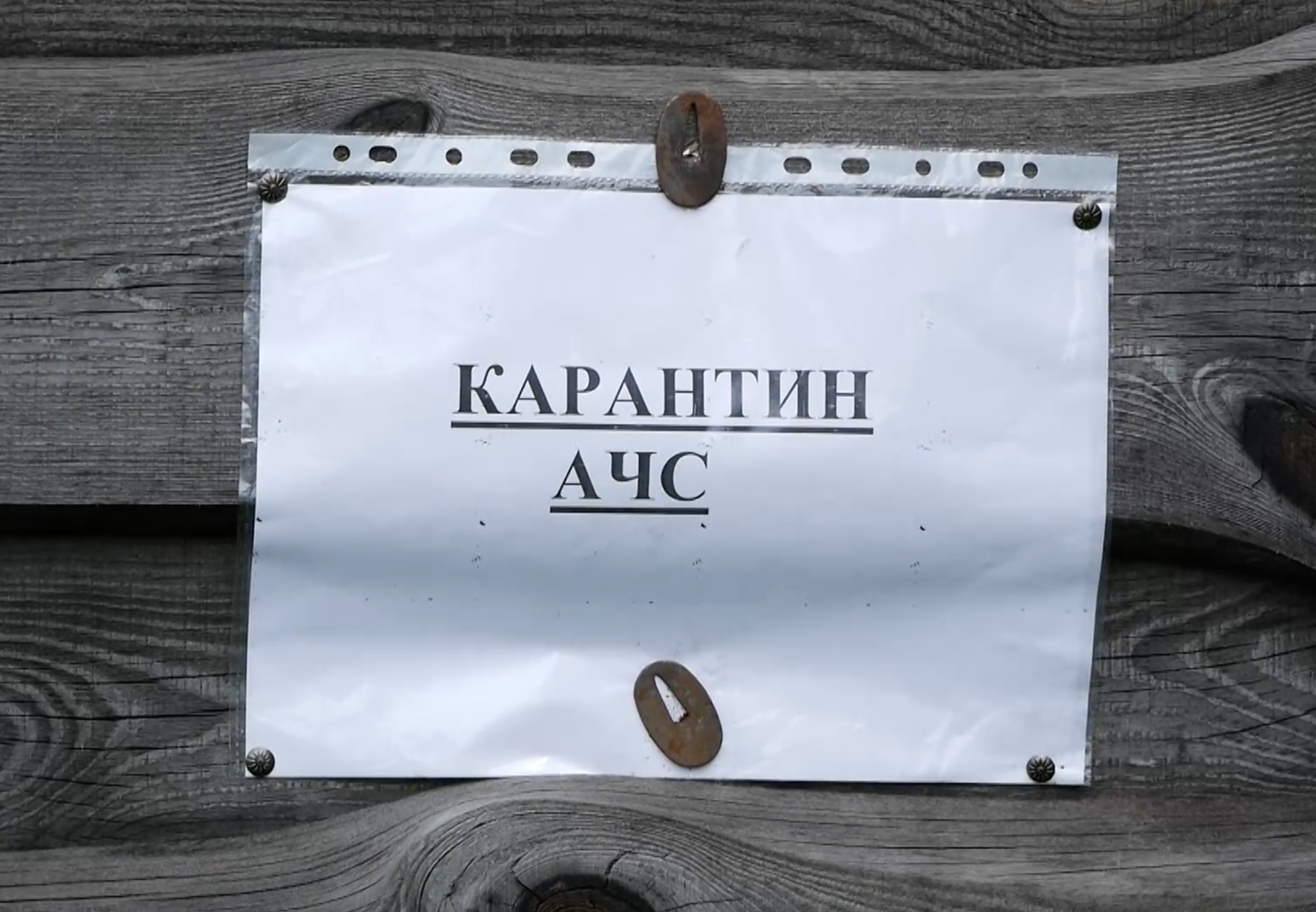 Велике горе і великі збитки: через спалах африканської чуми родина з села на Чернігівщині втратила два десятки свиней