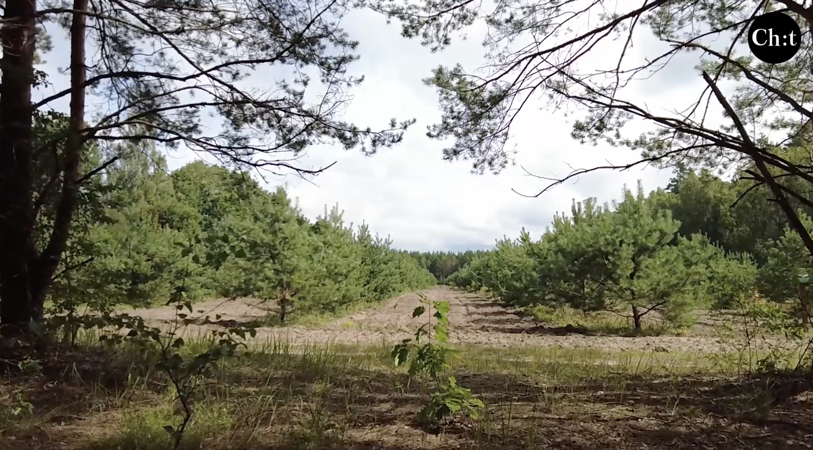 400 тисяч га лісів Чернігівщини постраждали від війни: на відновлення потрібно близько 20 років