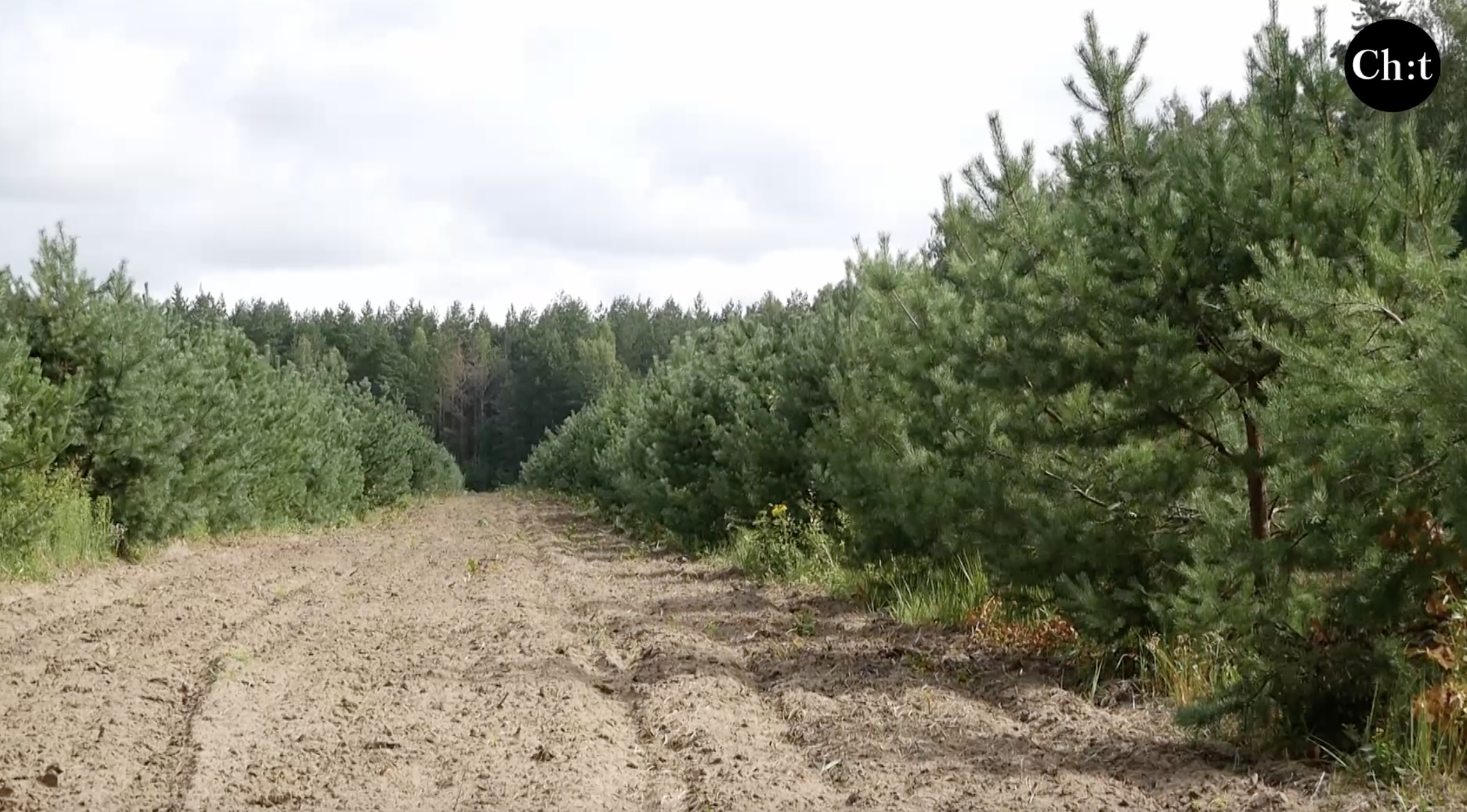 400 тисяч га лісів Чернігівщини постраждали від війни: на відновлення потрібно близько 20 років