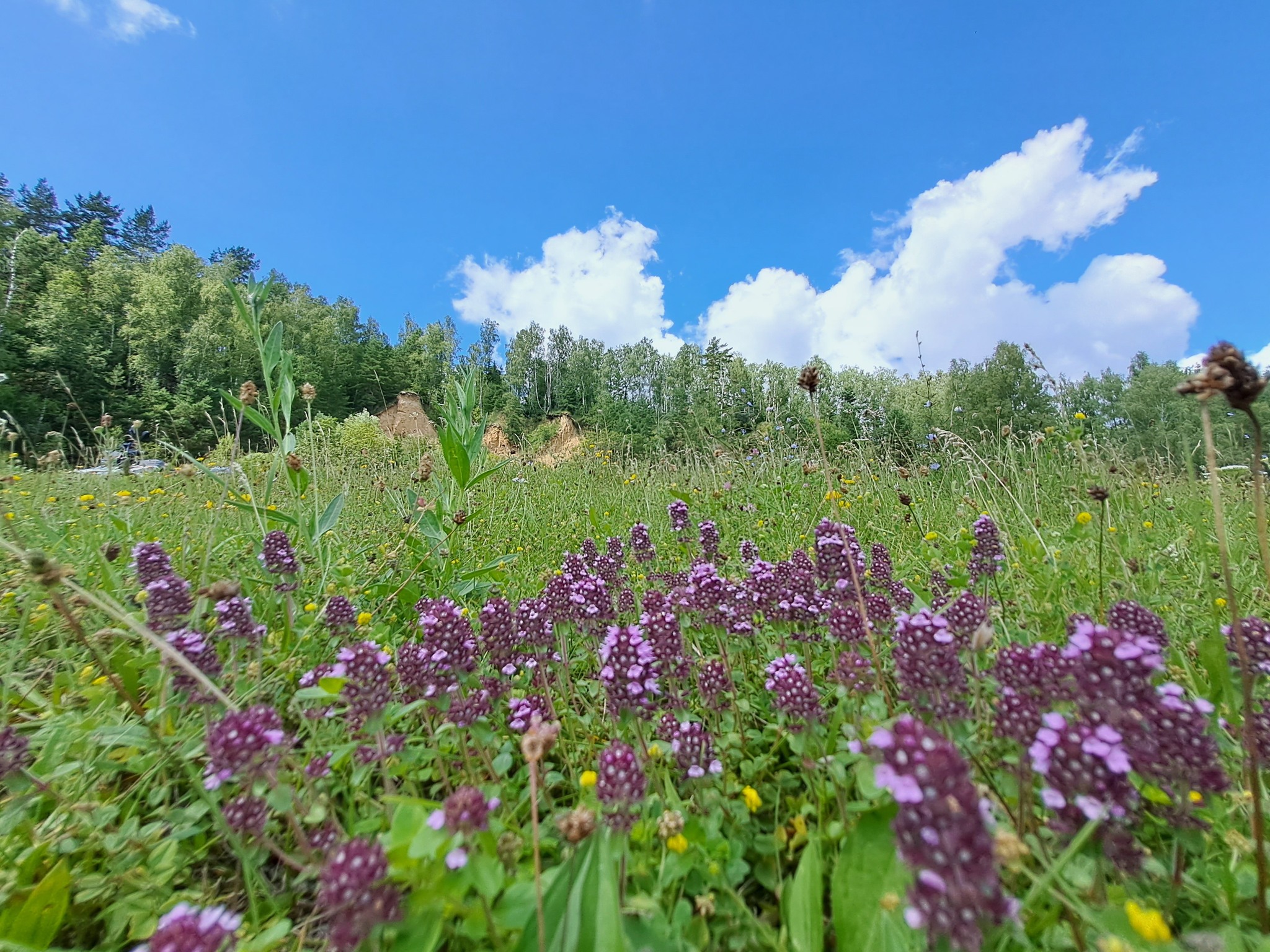 Літо пахне чебрецем: як пити чай із цим зіллям, а кому не можна