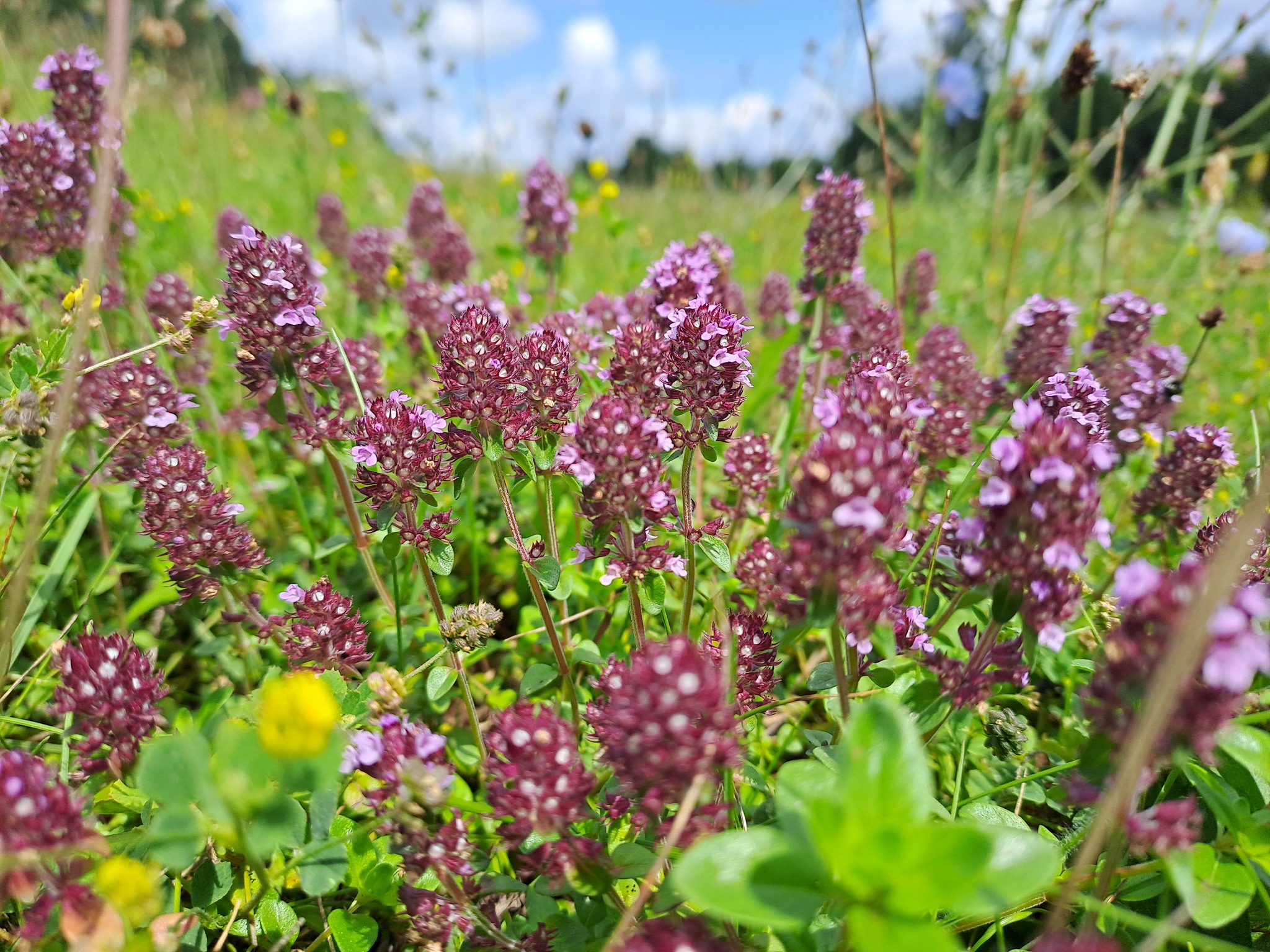 Літо пахне чебрецем: як пити чай із цим зіллям, а кому не можна