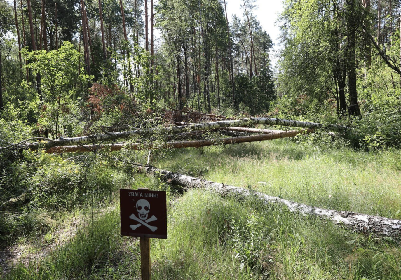 Як працюють чернігівські лісівники у прикордонні?