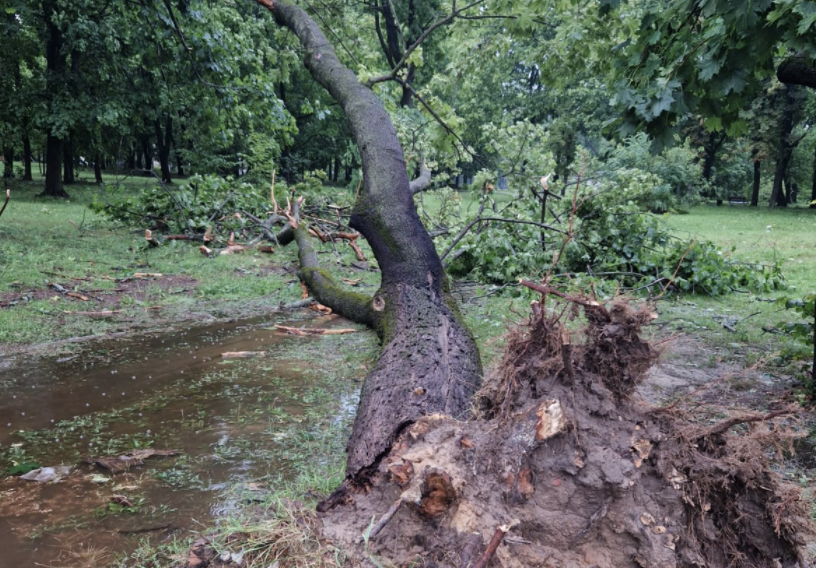 На Чернігівщині шквальний вітер залишив без світла більше 6 тисяч будинків та квартир