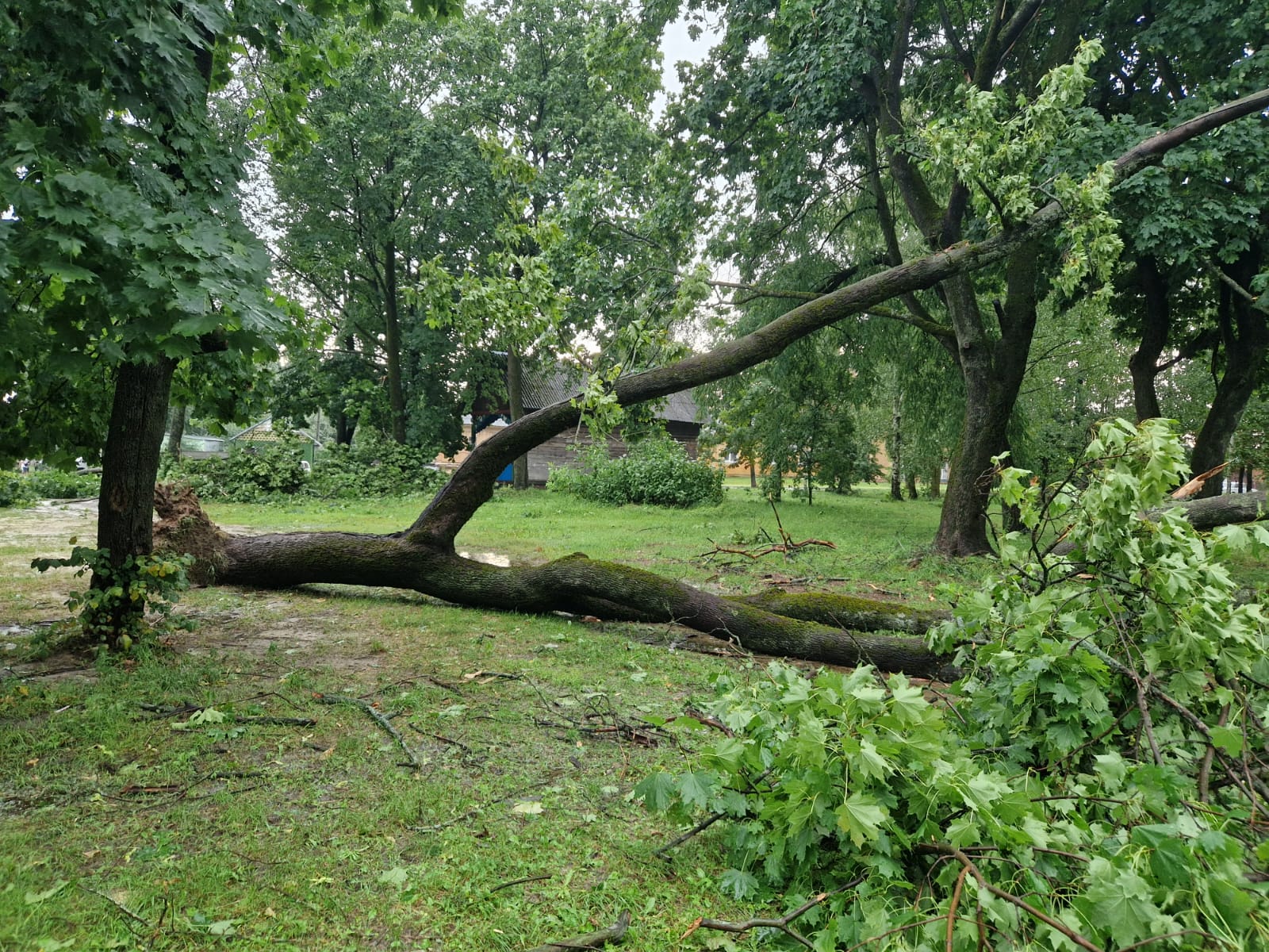 На Чернігівщині шквальний вітер залишив без світла більше 6 тисяч будинків та квартир