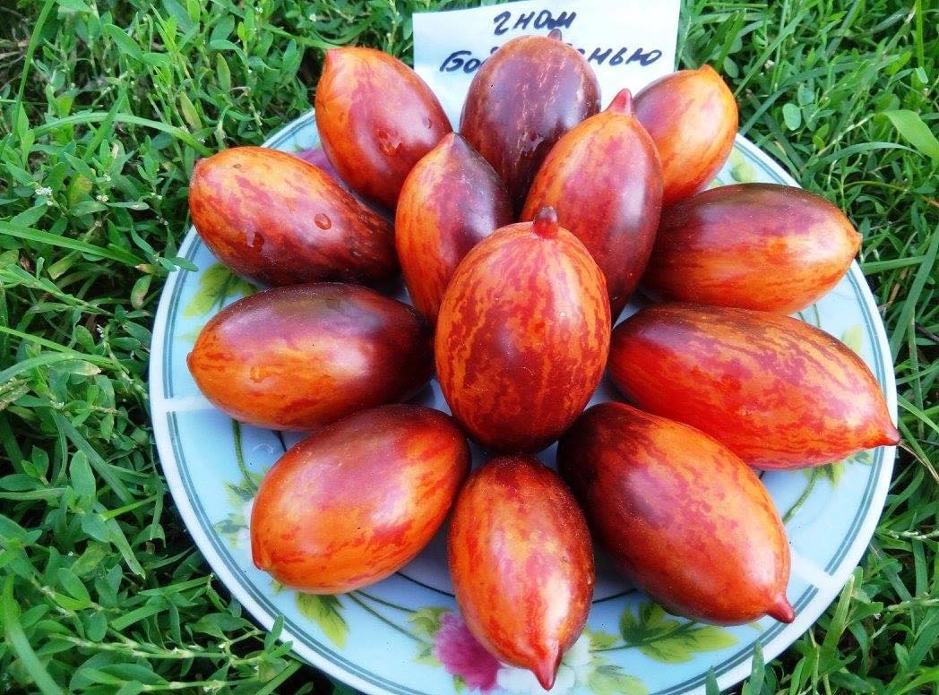 Майже 300 сортів томатів вирощує жінка з Чернігівщини