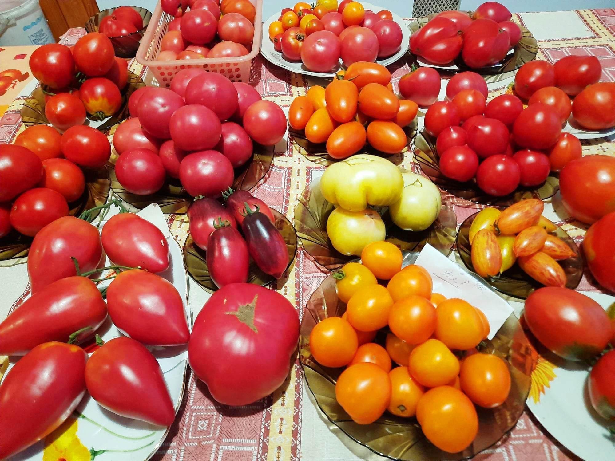 Майже 300 сортів томатів вирощує жінка з Чернігівщини