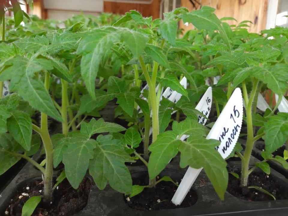 Майже 300 сортів томатів вирощує жінка з Чернігівщини