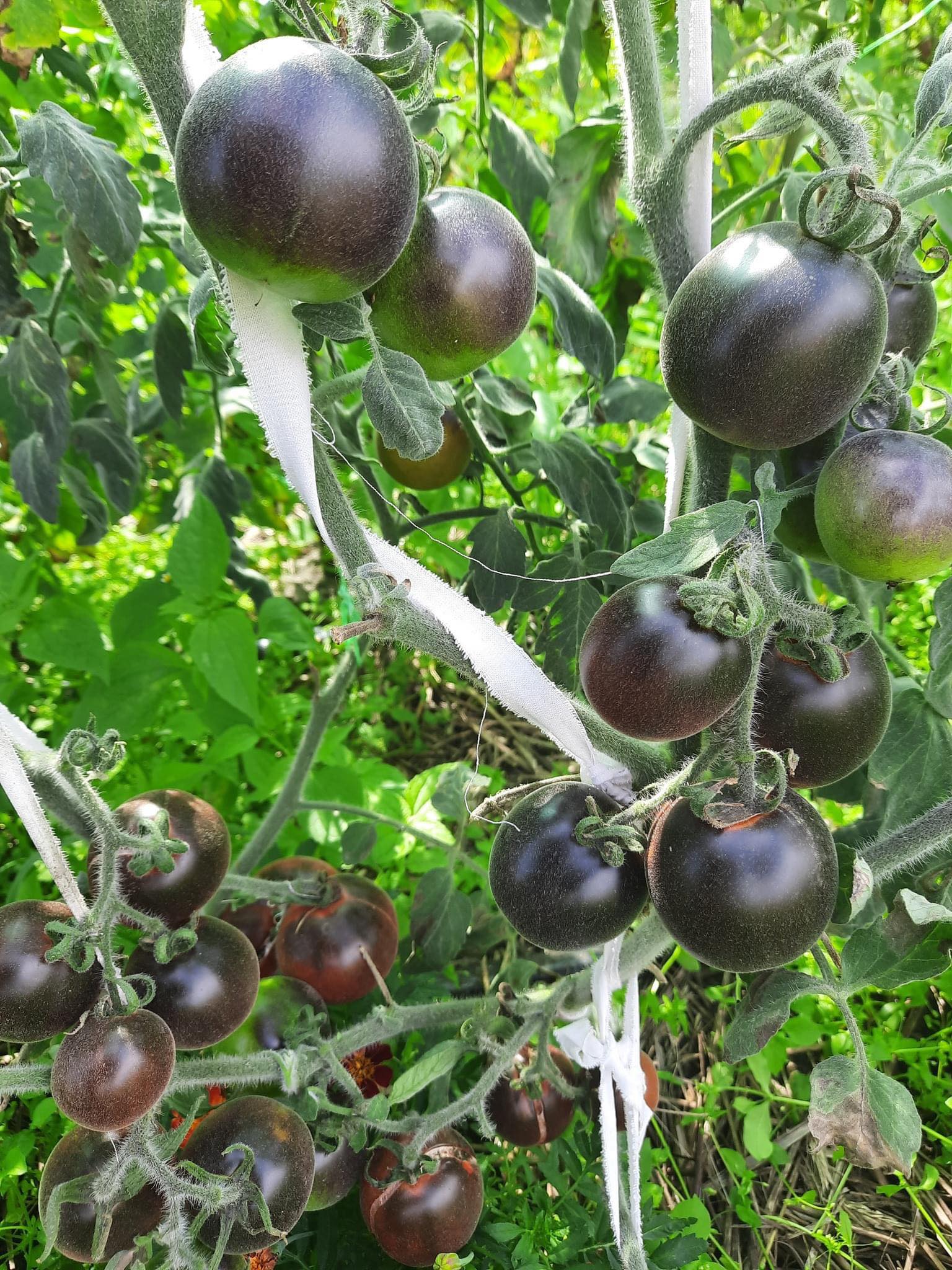 Майже 300 сортів томатів вирощує жінка з Чернігівщини