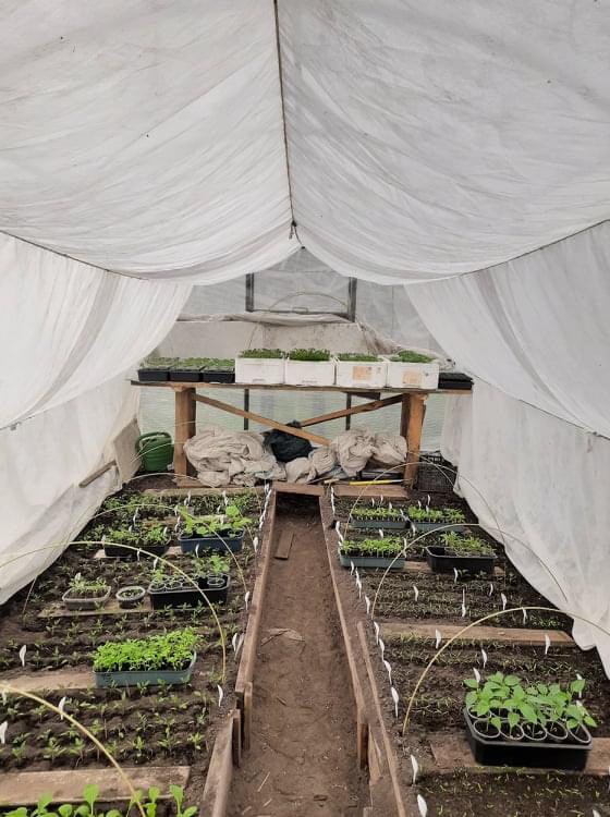 Майже 300 сортів томатів вирощує жінка з Чернігівщини