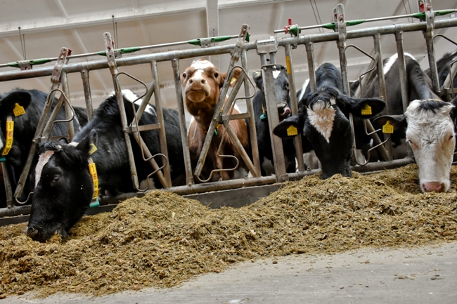 Молочно-товарну ферму за 55 мільйонів гривень ніхто не купив