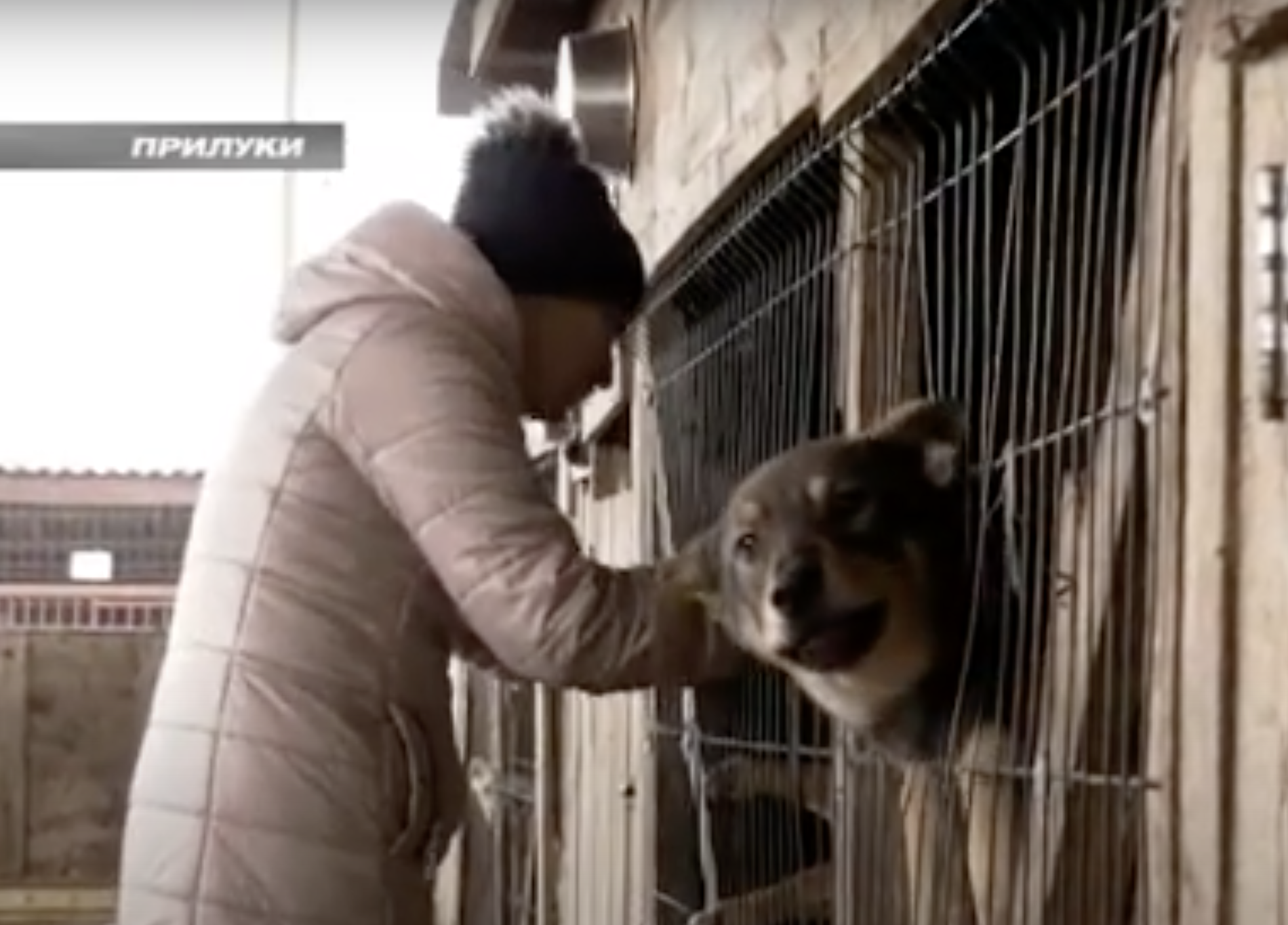 Притулок для тварин у Прилуках, 2022 рік