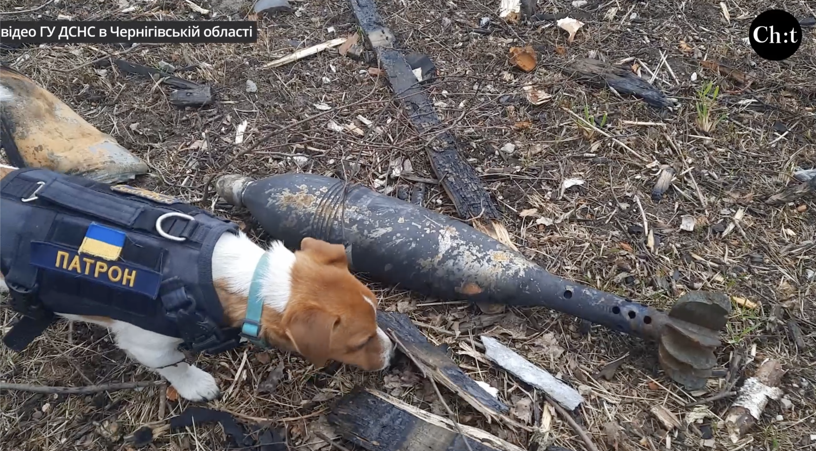 Пес Патро на розмінуванні