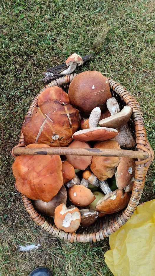 Валентин Макаров назбирав грибів під Ріпками 