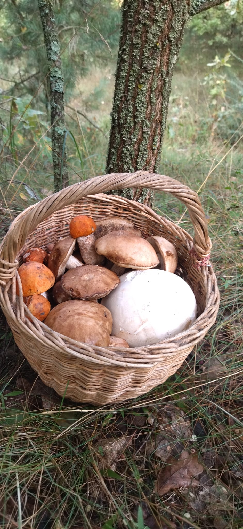 Лариса Зубко назбирала кошик бабок та маслят