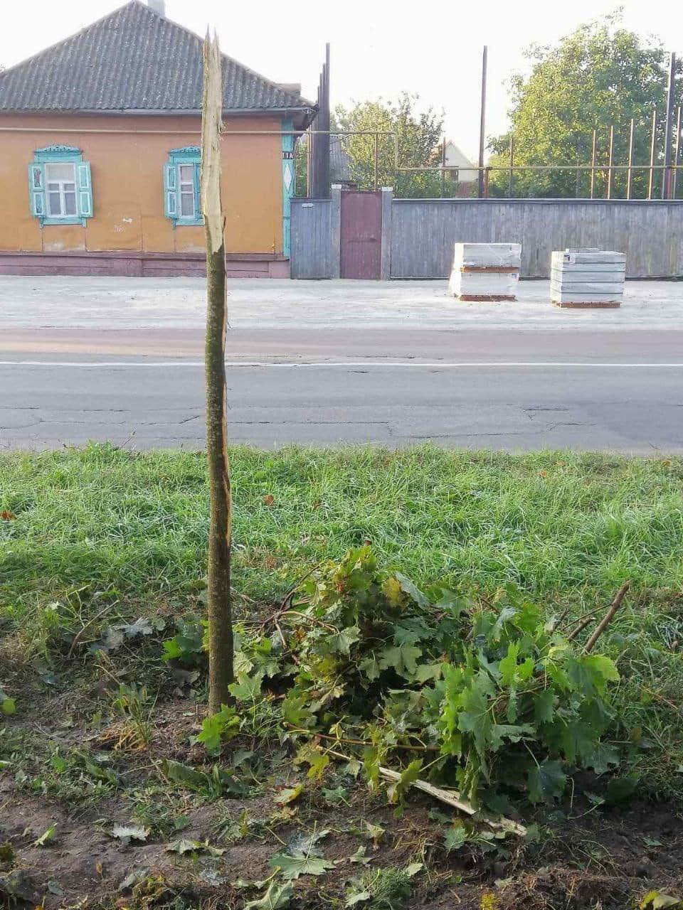 У Ніжині позашляховик зніс дерева