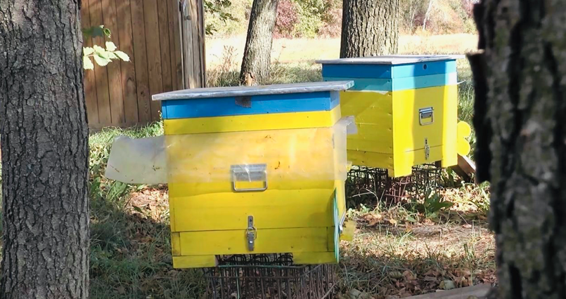 У «Копиці сіна» займаються й бджільництвом. Фото: ШоТам. 