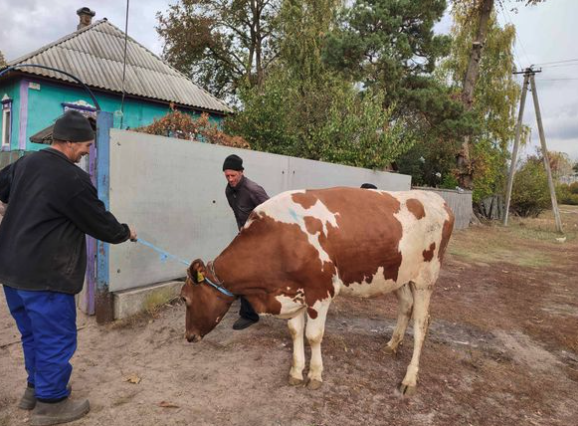 Родини із Чернігівщини отримали молодих корівок