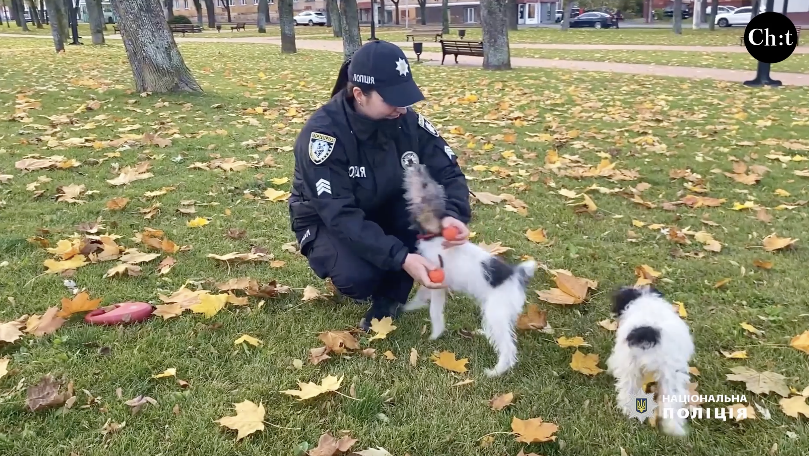 Фокстер’єрів Міні та Мікі готують до важливої роботи в поліції Чернігівщини