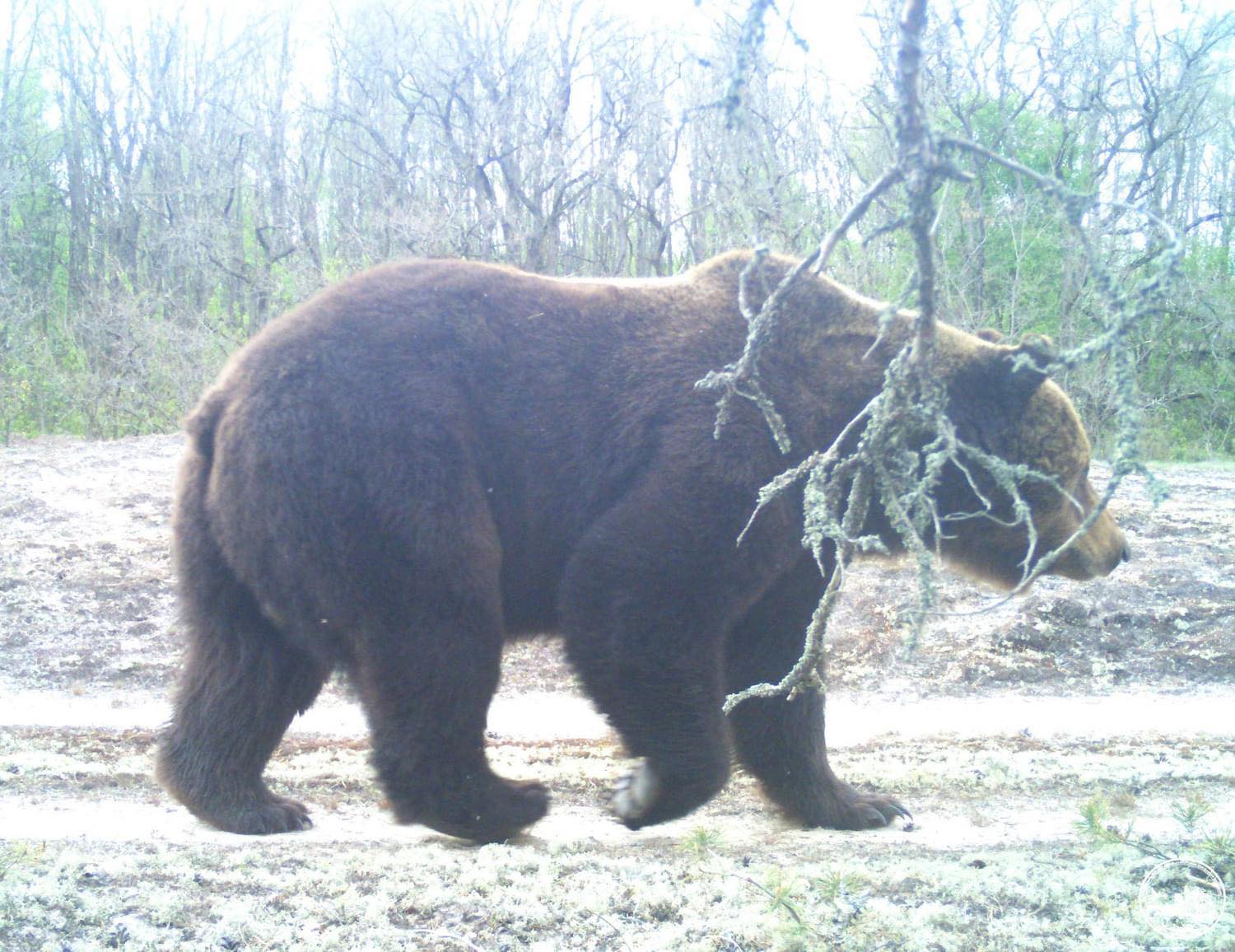 У Чорнобильському заповіднику фотопастка зафіксувала бурого ведмедя
