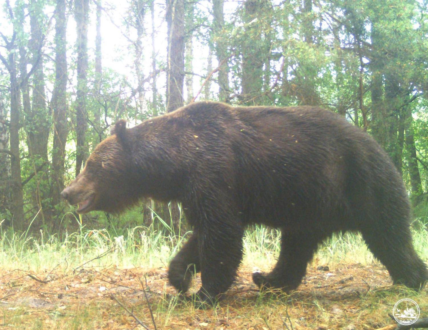 У Чорнобильському заповіднику фотопастка зафіксувала бурого ведмедя